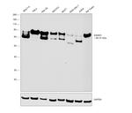 EWSR1 Antibody in Western Blot (WB)