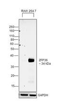 ZFP36 Antibody