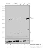 Fumarase Antibody in Western Blot (WB)
