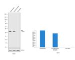 KHK Antibody in Western Blot (WB)