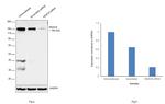 HDAC6 Antibody in Western Blot (WB)