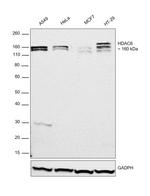 HDAC6 Antibody in Western Blot (WB)