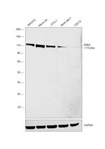 ERK5 Antibody in Western Blot (WB)