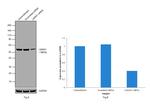 LMAN1 Antibody in Western Blot (WB)