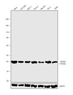 HSP40 Antibody in Western Blot (WB)
