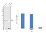 HSP40 Antibody in Western Blot (WB)