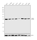 HSP40 Antibody in Western Blot (WB)