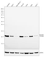 NDUFB9 Antibody