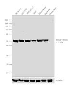 beta-4 Tubulin Antibody