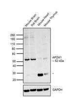 AP2M1 Antibody
