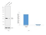 PTP1B Antibody in Western Blot (WB)