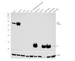 SR-BI Antibody in Western Blot (WB)