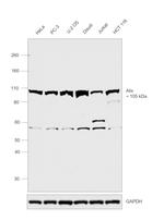 Alix Antibody in Western Blot (WB)
