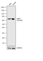 cIAP2 Antibody in Western Blot (WB)