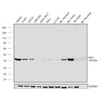 IDH1 Antibody in Western Blot (WB)