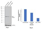 IDH1 Antibody in Western Blot (WB)
