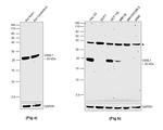 VSNL1 Antibody in Western Blot (WB)