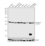 CK1 epsilon Monoclonal Antibody (OTI2B3)