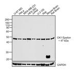 CK1 epsilon Monoclonal Antibody (OTI5C9)