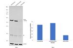 DDX6 Antibody in Western Blot (WB)