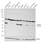 PHGDH Antibody in Western Blot (WB)
