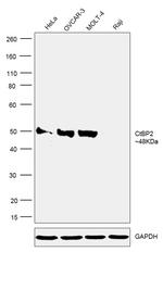 CtBP2 Antibody in Western Blot (WB)