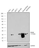 SDHB Antibody in Western Blot (WB)