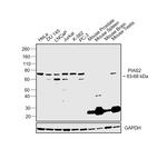 PIAS2 Monoclonal Antibody (OTI5B4)