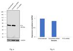 FTO Antibody in Western Blot (WB)