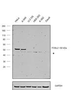 Fra2 Antibody in Western Blot (WB)