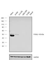 Fra2 Monoclonal Antibody (OTI7E4)