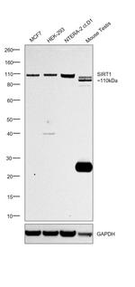 SIRT1 Antibody in Western Blot (WB)