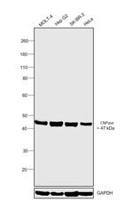 CNPase Antibody in Western Blot (WB)