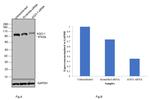 AGO1 Antibody in Western Blot (WB)