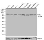AGO1 Antibody in Western Blot (WB)