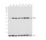 HIF1AN Antibody in Western Blot (WB)