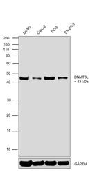 DNMT3L Antibody in Western Blot (WB)