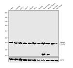 HSP40 Antibody in Western Blot (WB)