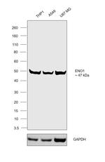 ENO1 Monoclonal Antibody (GT2217)