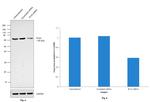 PLS3 Antibody in Western Blot (WB)