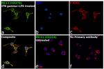 PD-L1 (CD274) Antibody in Immunocytochemistry (ICC/IF)