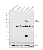 P2X7 Monoclonal Antibody (Hano43)