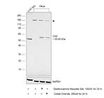 Carbonic Anhydrase IX Antibody