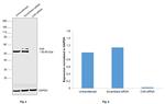 Carbonic Anhydrase IX Antibody in Western Blot (WB)