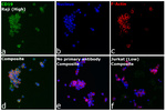 CD19 Antibody in Immunocytochemistry (ICC/IF)