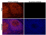 CD19 Antibody in Immunohistochemistry (IHC)