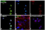 CEACAM1 Recombinant Rabbit Monoclonal Antibody (103)