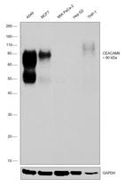 CEACAM6 Antibody in Western Blot (WB)