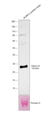 Ephrin A1 Antibody in Western Blot (WB)