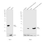 FABP4 Antibody in Western Blot (WB)
